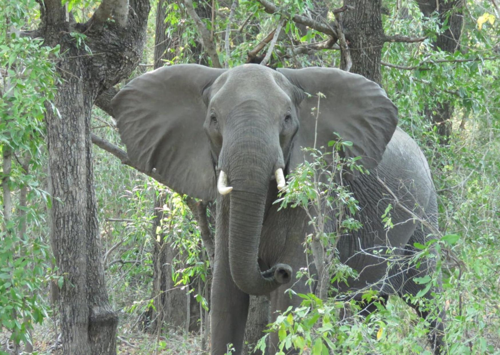 Phazama Farm Villa Maun ภายนอก รูปภาพ